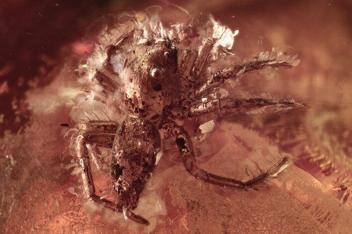 Fossil Jumping Spider (Salticidae) In Baltic Amber #300686